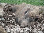 2012.04.08 Ostern Dennis&Brigi18